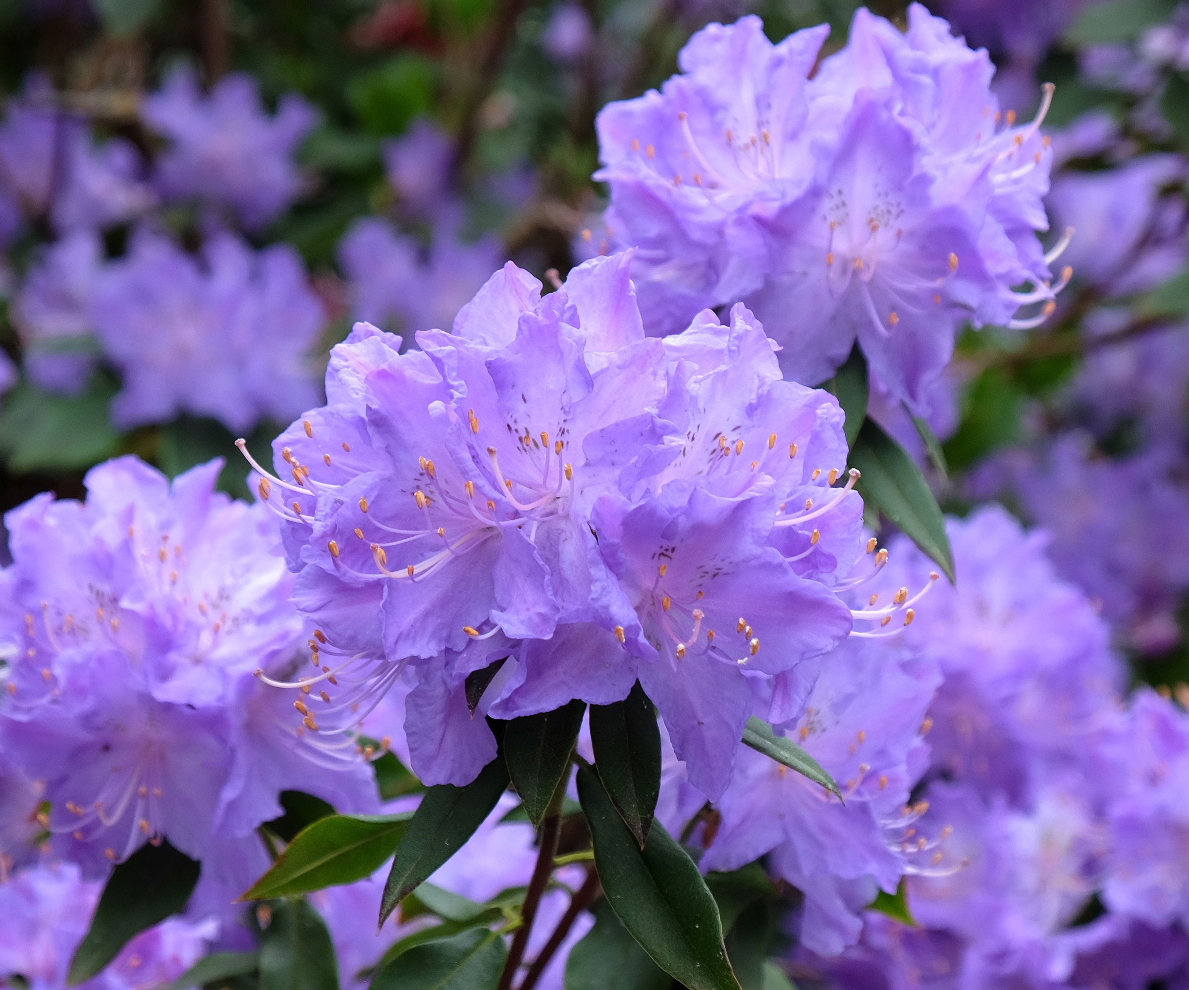rhododendron Azurro flowers on shrub