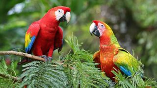 Pair of macaw parrots