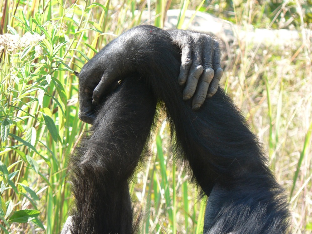 Chimpanzees grasping hands during grooming