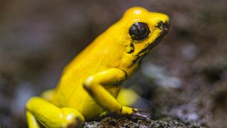 a golden poison frog sitting on a rocky surface looking to the right