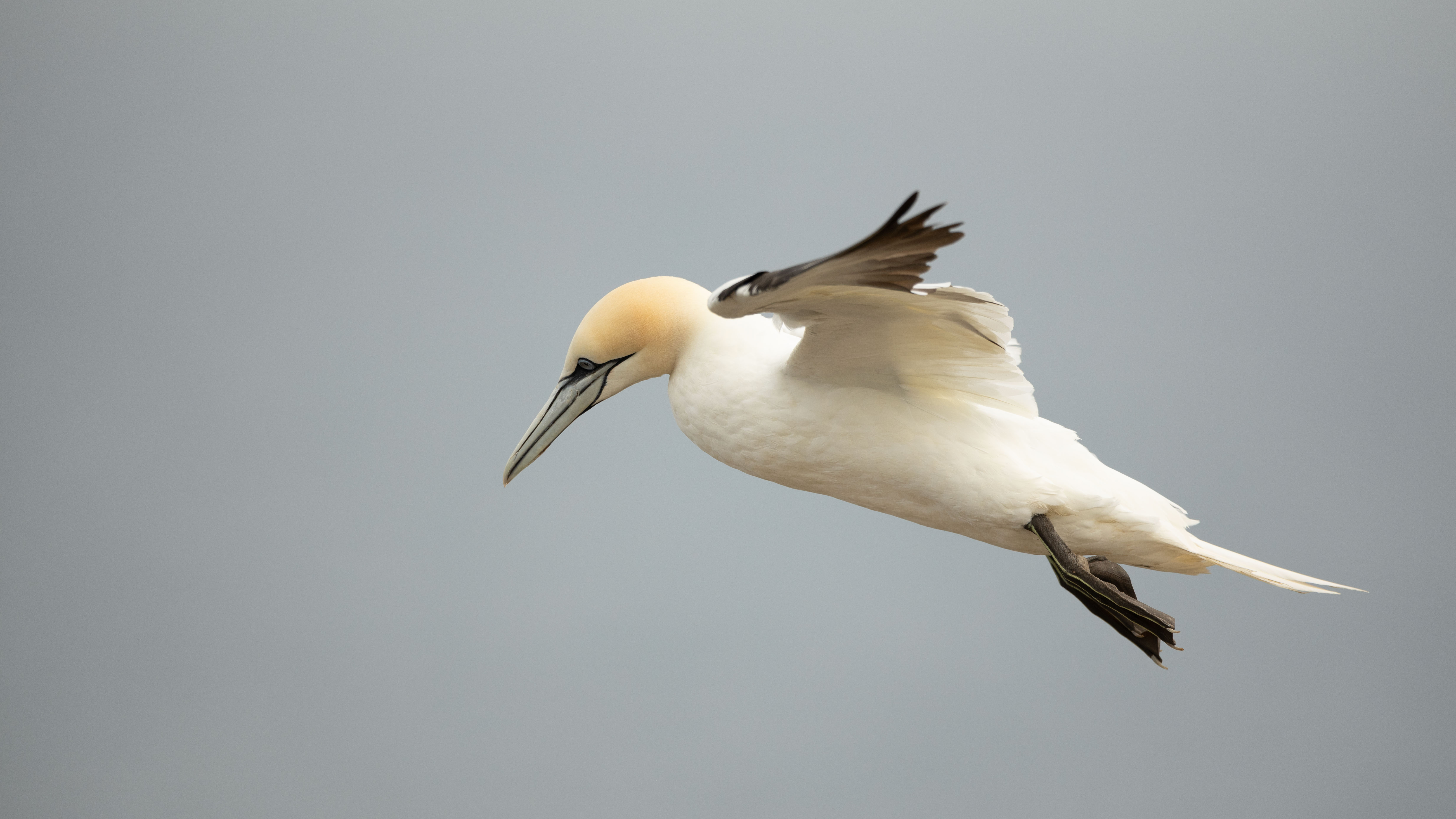 Photograph of a gannet in flight at the RSPB Bempton Cliffs nature reserve in July 2025