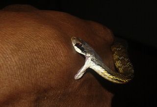 A Sri Lankan keelback snake bites a man on the back of his hand.