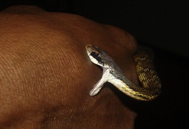 A Sri Lankan keelback snake bites a man on the back of his hand.