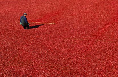 A worker harvests cranberries at a cranberry farm in Manseau, Quebec.