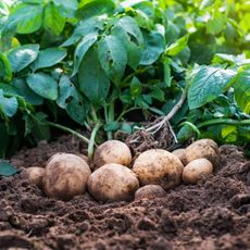 Group of potatoes sit in dirt surrounded by plants