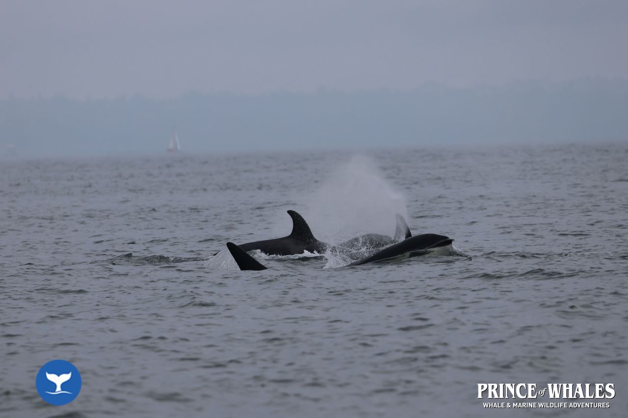 Shots of orca Whales taken at sea