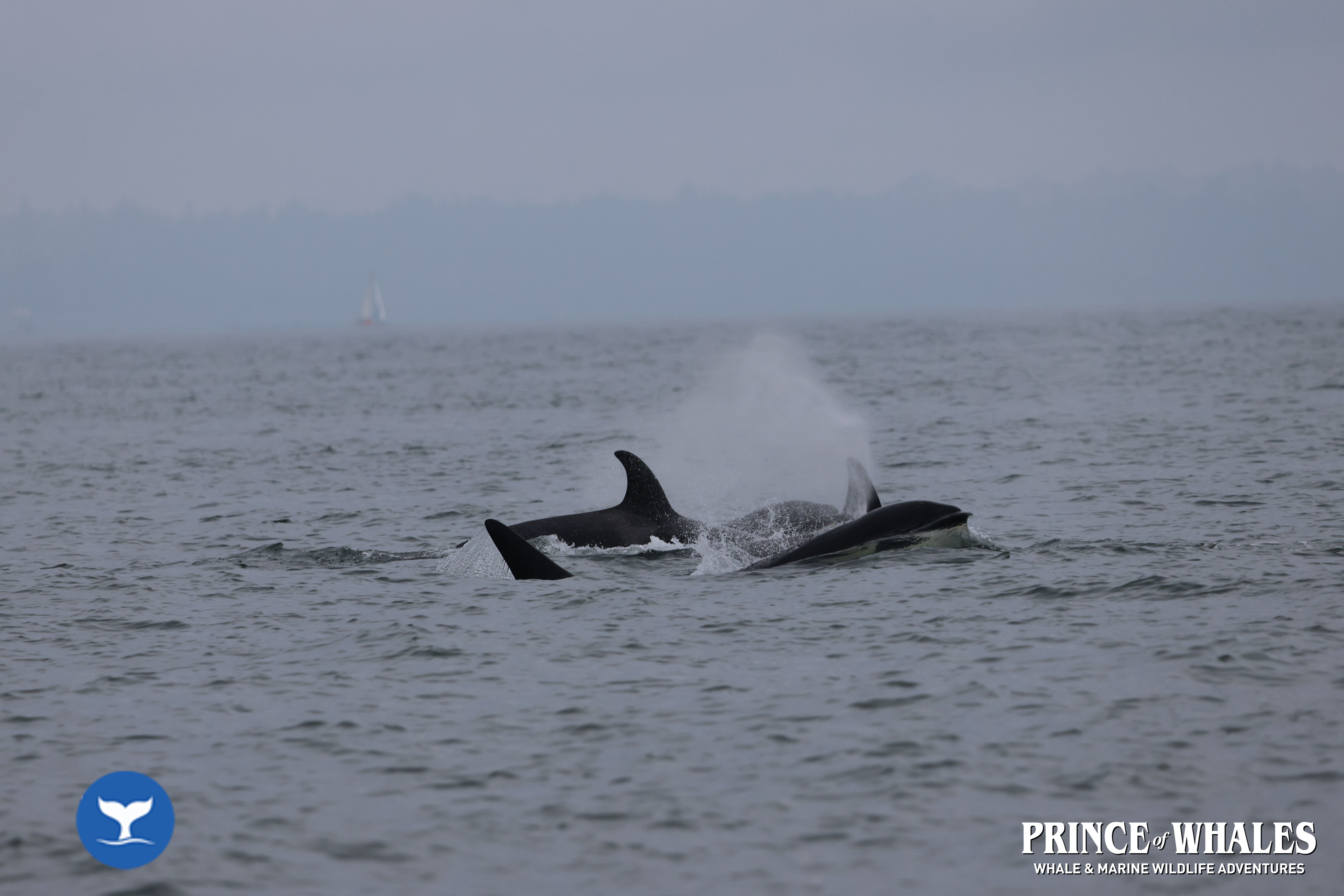 Shots of orca Whales taken at sea