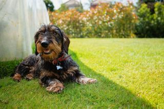 A wire-haired dachshund relaxes on a newly mowed lawn