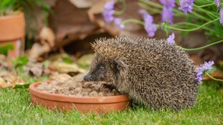 hedgehog eating out of a bowl in a garden