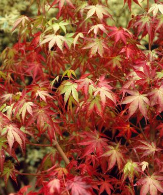 Acer palmatum `Katsura'