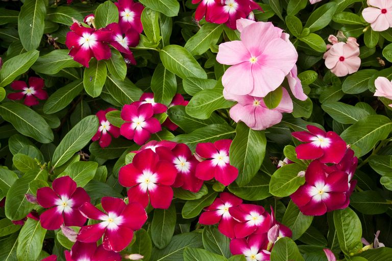 7 flowers you don't have to deadhead according to gardening experts ...