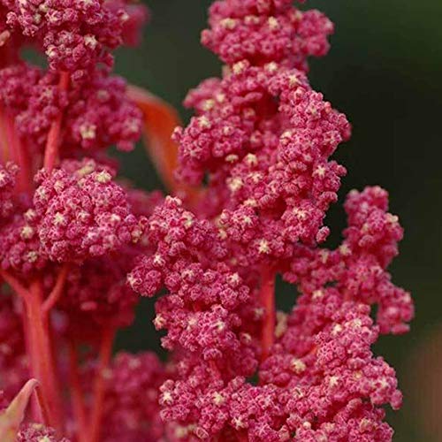 Organic Red Head Quinoa - 1 G ~350 Seeds - Non-Gmo, Open Pollinated, Organic, High Yeilding - Quinoa Psuedo Grain Sprouting Seeds