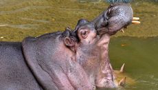 Two people have been killed in separate hippo attacks in Kenya