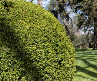 A large evergreen bush on a lawn