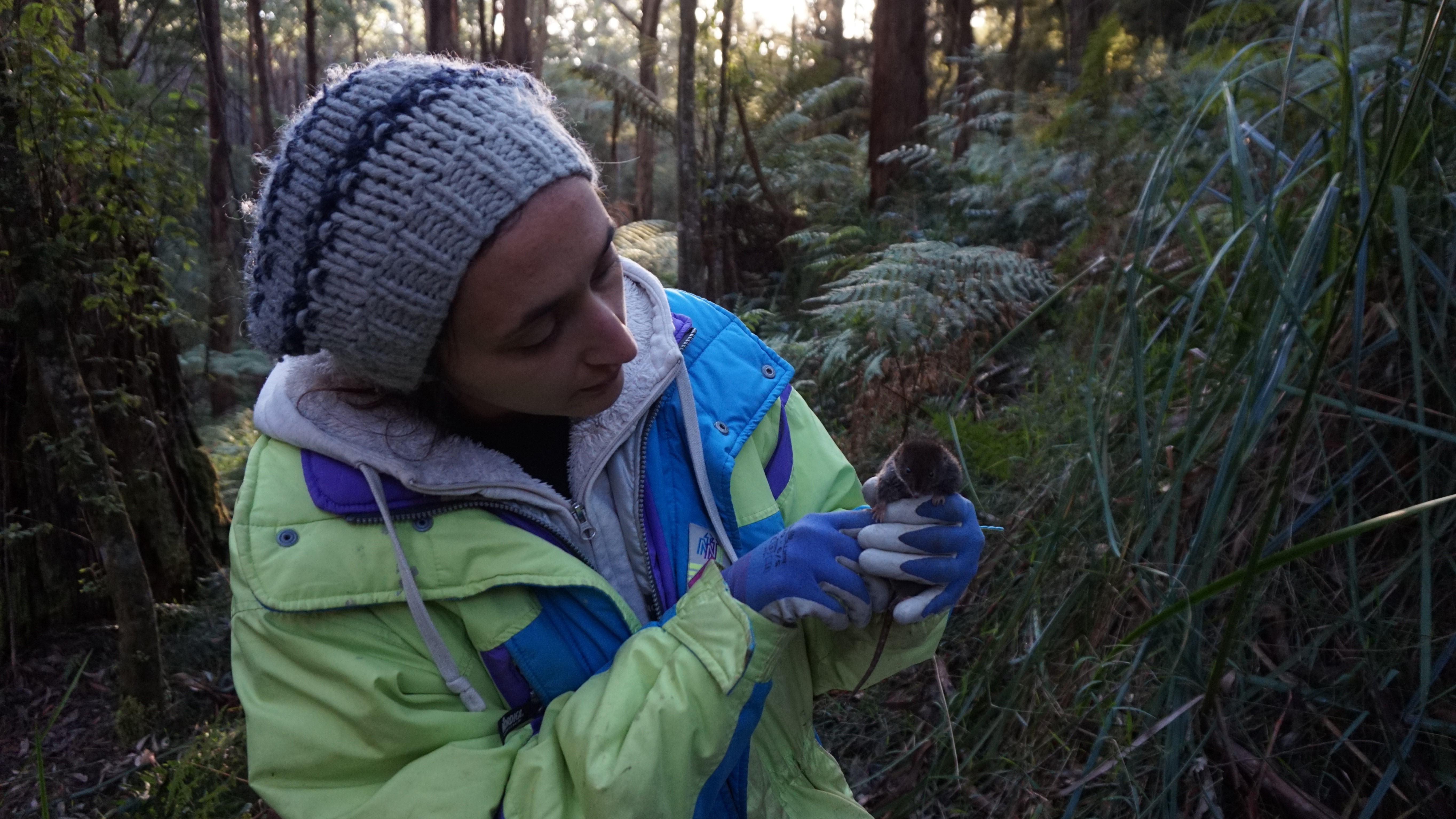 Researcher Erika Said holding an antechinus at one of the trapping sites.