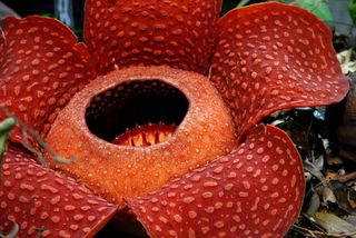 This is Rafflesia arnoldii, the largest flower on Earth.