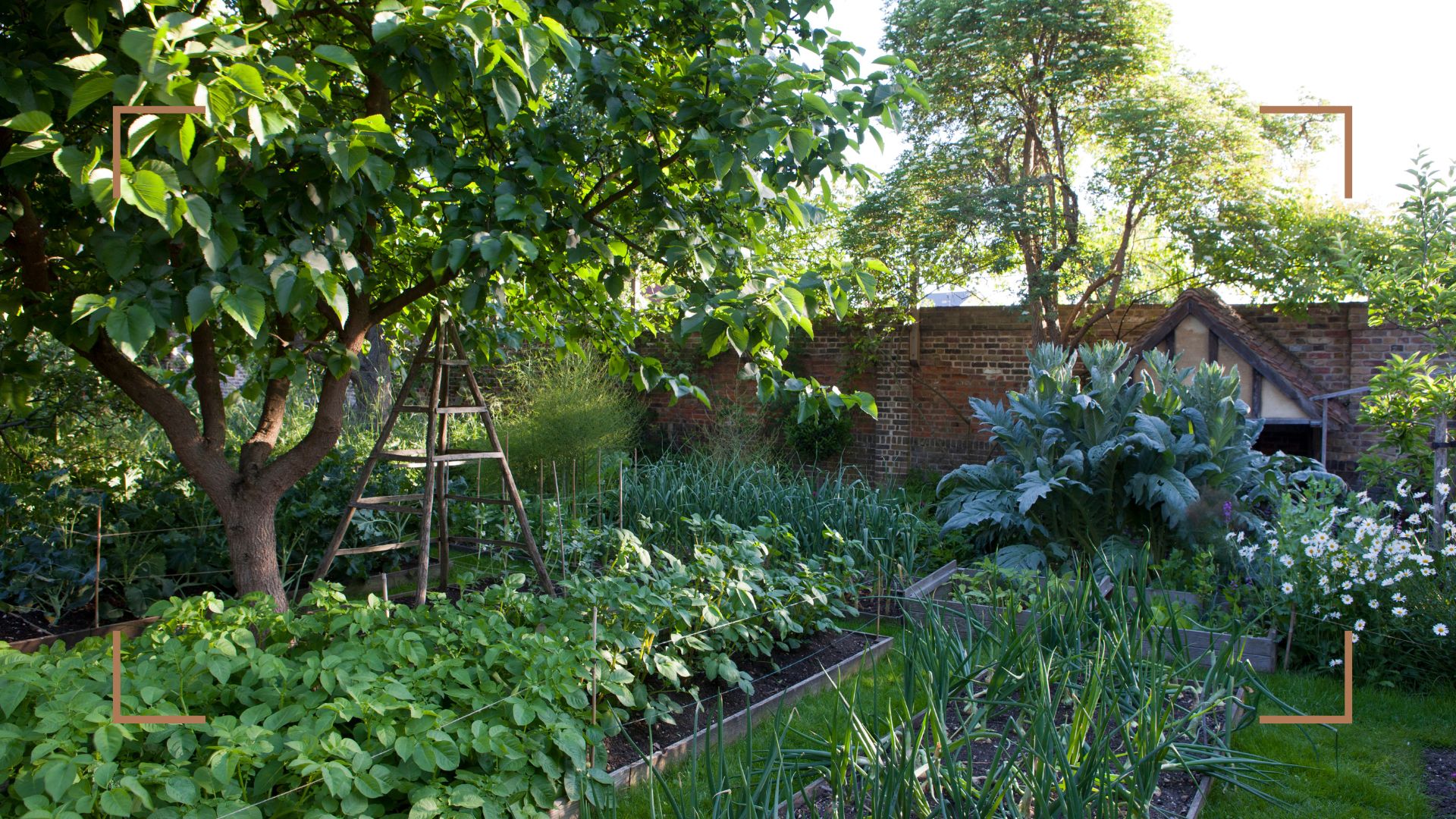 Walled garden with a fruit tree and vegetable patches to support a guide on how to use coffee grounds in the garden