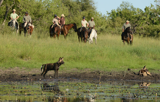 NEW BOTSWANA LUCY GROUP WILD DOGS
