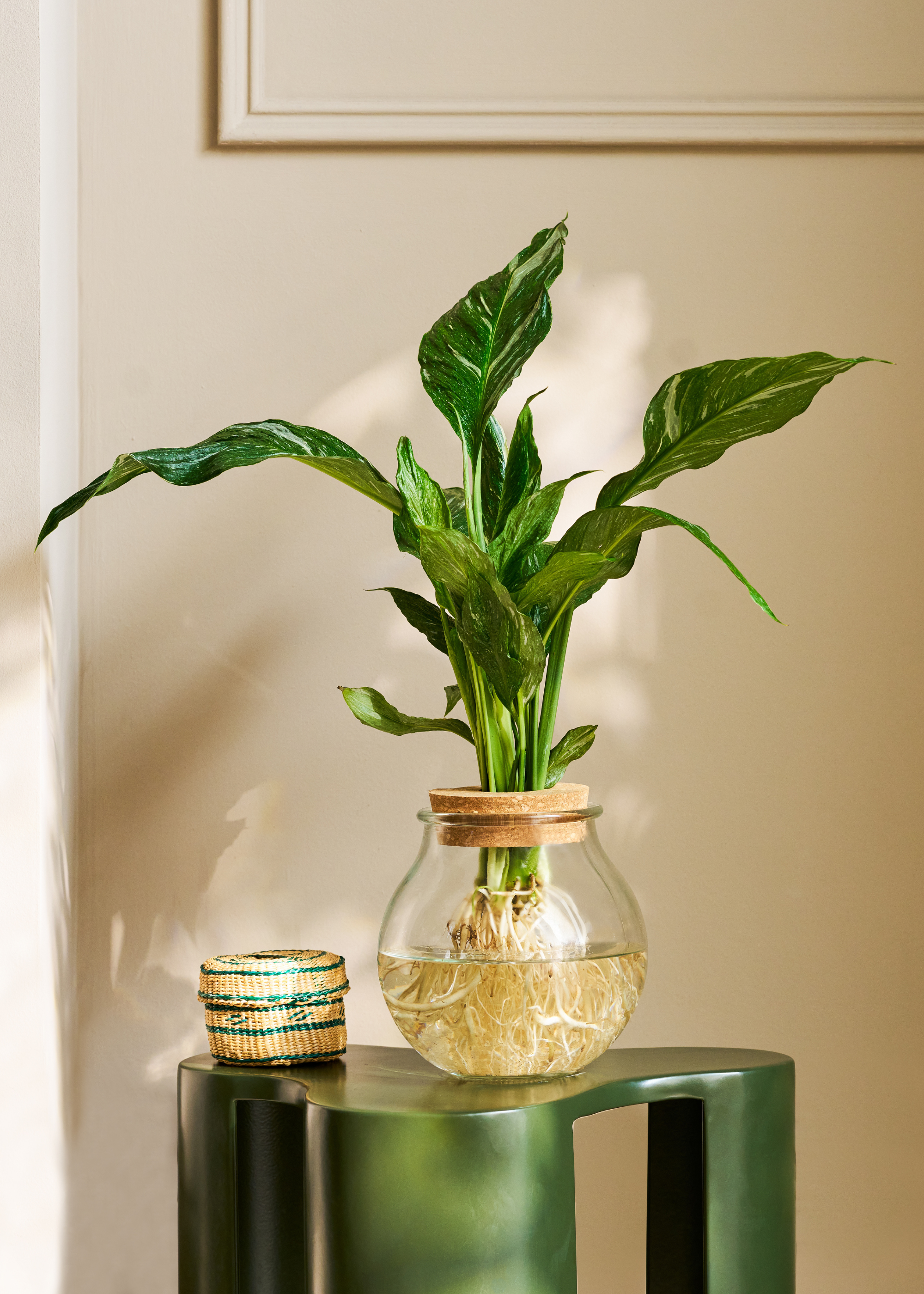 A hydroponic peace lily plant on a green side table in a white living room corner