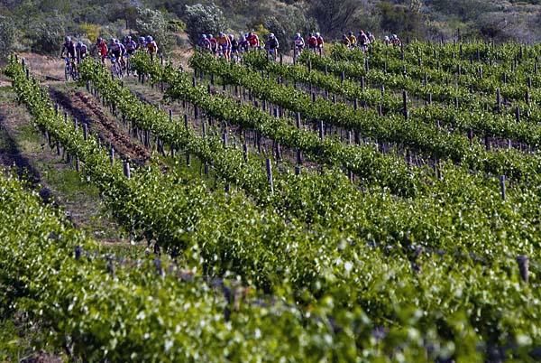 Riding through the vineyards