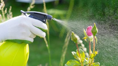 Spraying rosebuds with fungicide