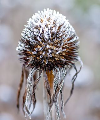 Frost cutting a coneflower seed head