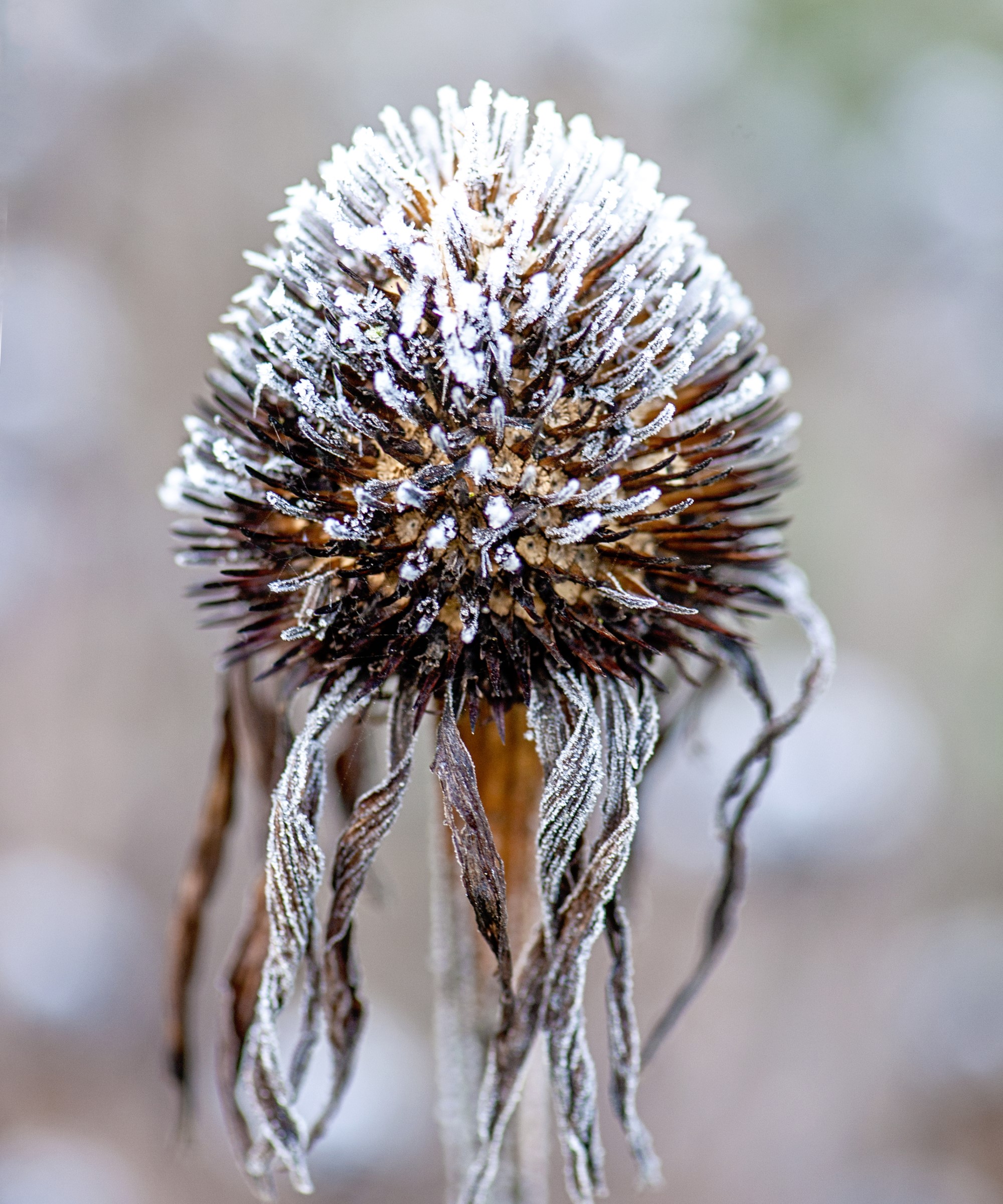 when-to-cut-back-coneflowers-what-is-the-best-time