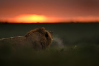 A lion in a sunset shot on the Nikon Z 400mm lens