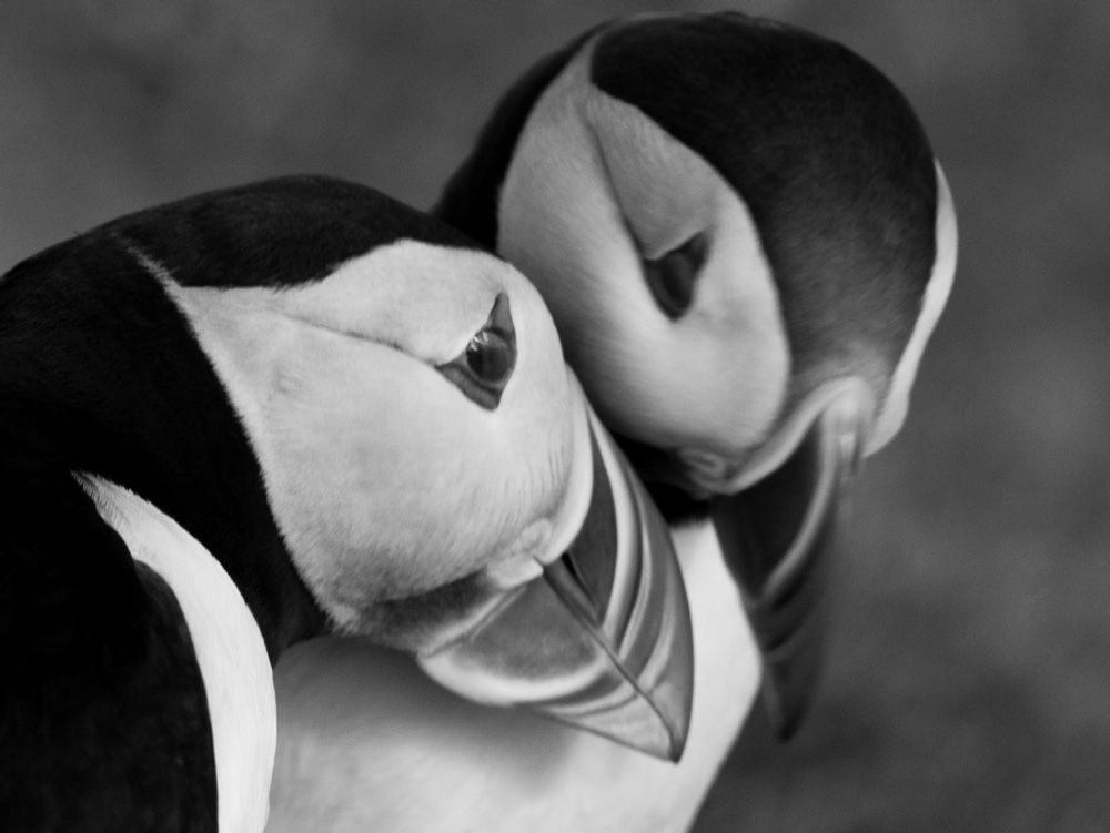 Monogamy may seem rare in the animal kingdom, but orange-beaked puffins pair off for the long-term.