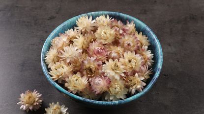 Cream and pale pink strawflower heads in blue bowl