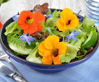 borage and nasturtium flowers in a salad bowl