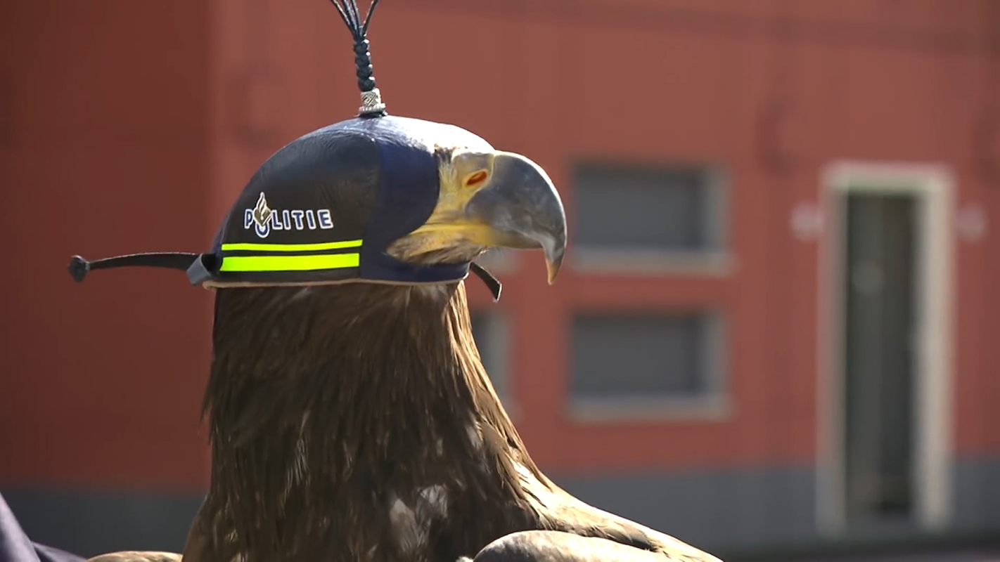 These Eagles Snatch Hostile Drones from the Sky Live Science