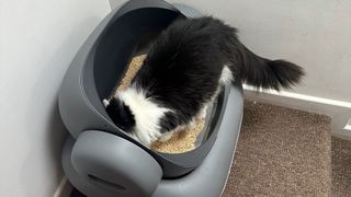 Henry's cat inside the Neakasa M1 Open-Top Self Cleaning Cat Litter Box.