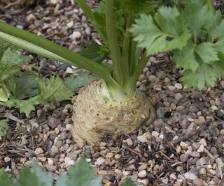 Celeriac, or celery root, growing in the garden