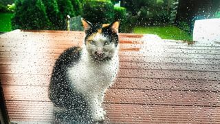 Cat sitting behind a window in the rain