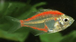 Indian Glassfish