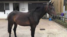 Horse rescued by RSPCA