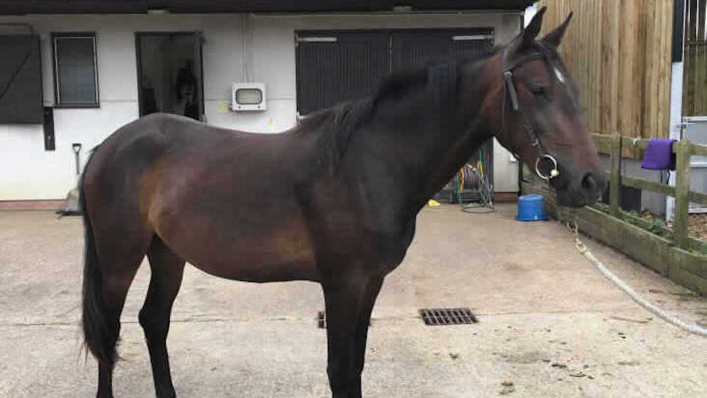Horse rescued by RSPCA