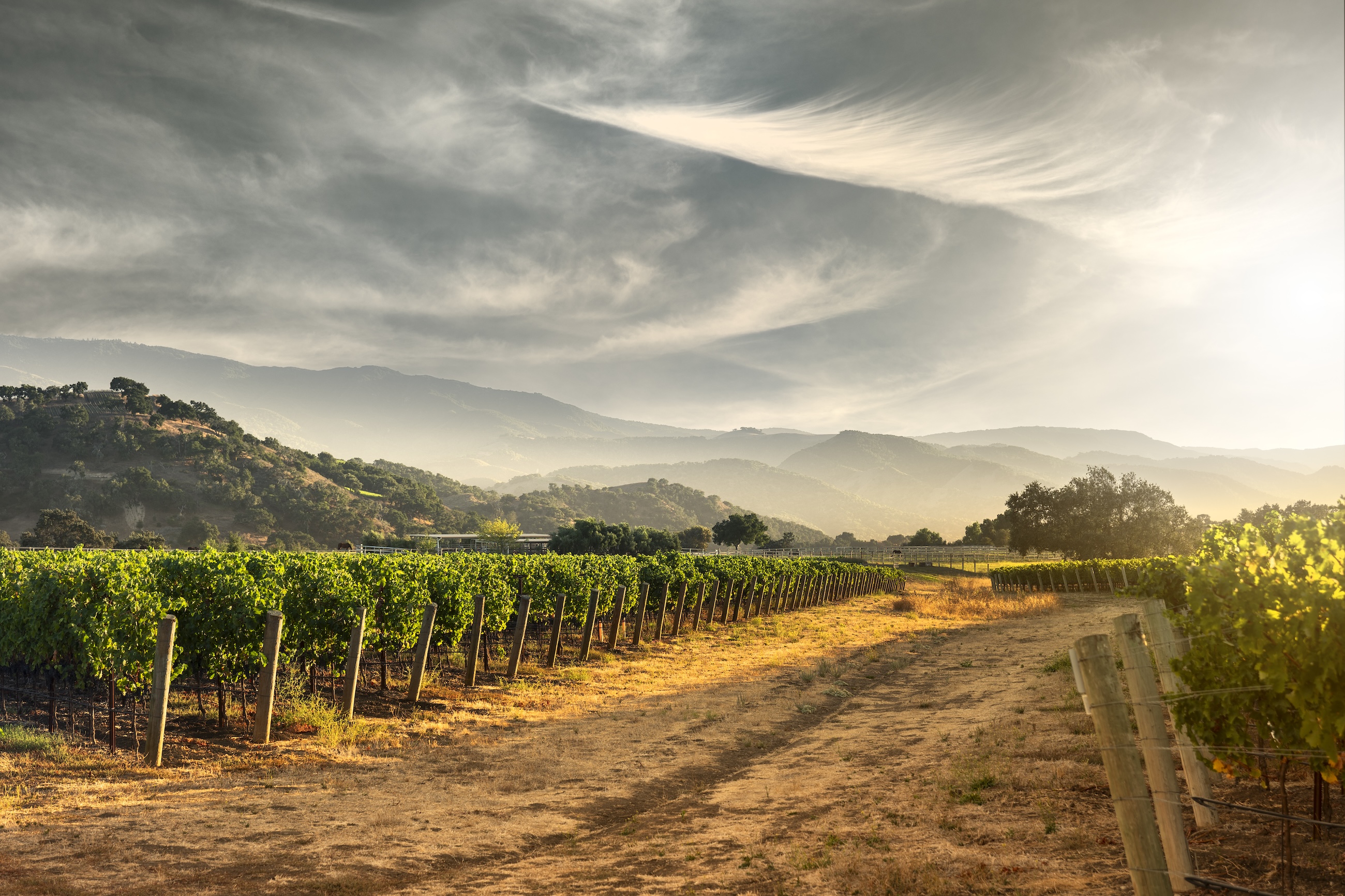 vineyard in Sonoma