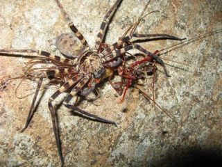cave-spider-centipede-110421-02