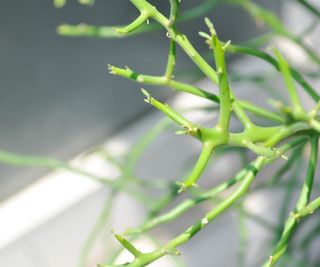 Close up on pencil cactus branch