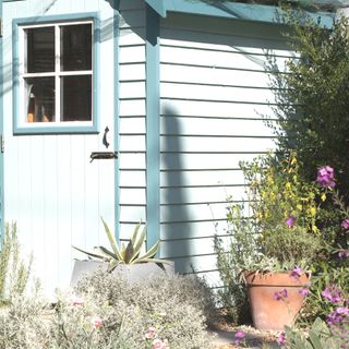 garden shed painted in blue and surrounded by drought-resistant plants