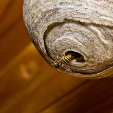 Wasps building a nest