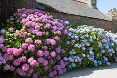 Garden hydrangea, Lace cap hydrangea (Hydrangea macrophylla), blooming in a front garden, Germany