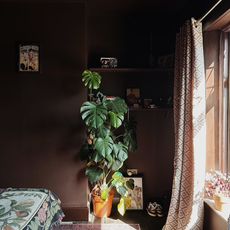 dark brown bedroom with a monstera plant