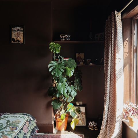 dark brown bedroom with a monstera plant