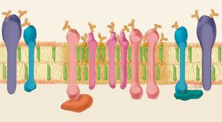 cell membranes are made from lipids