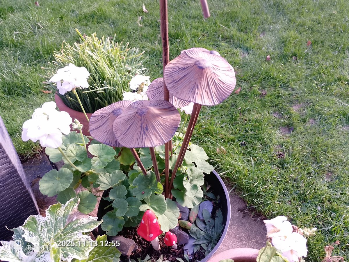 Ulefone Rugking camera examples