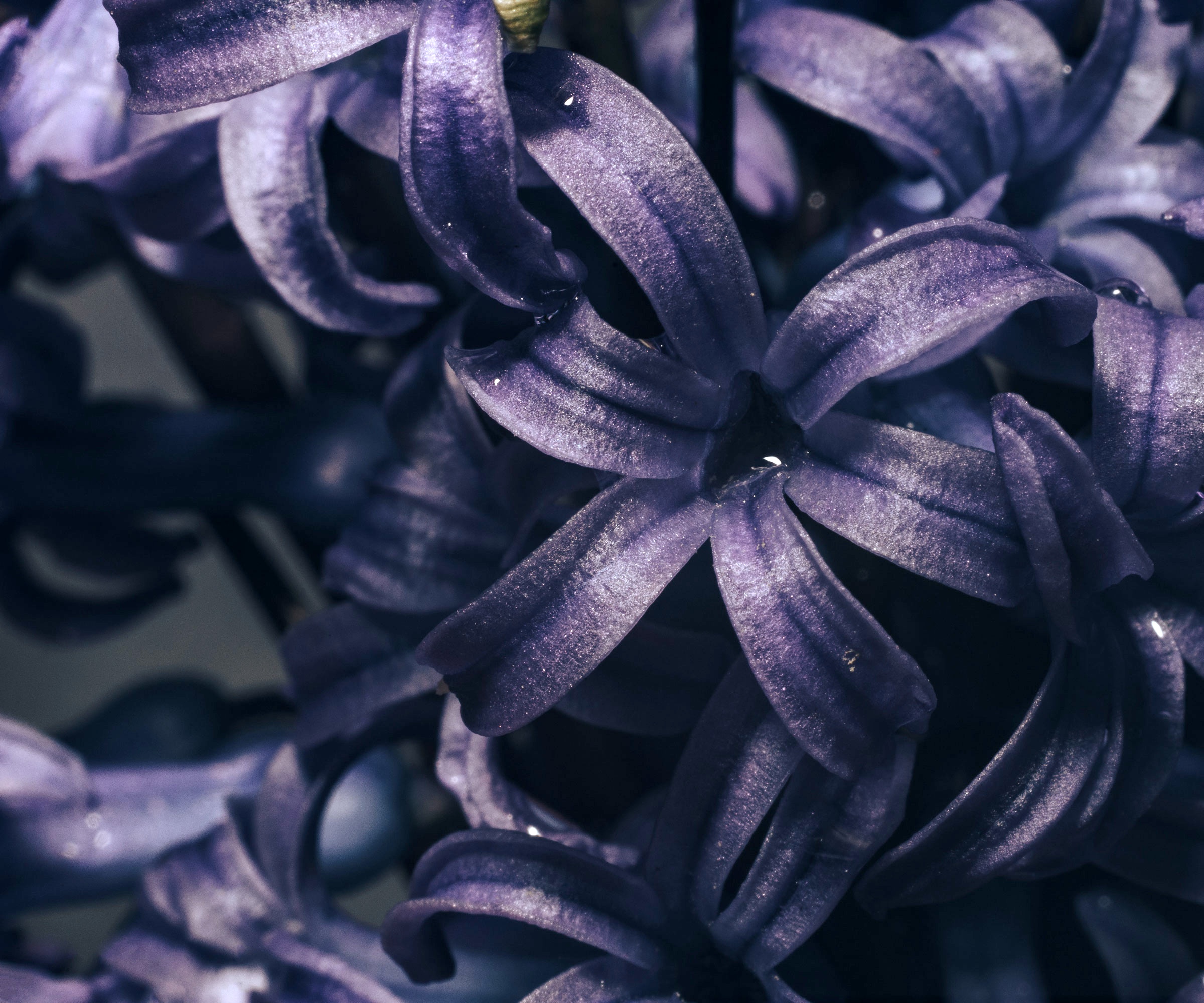 hyacinth Midnight Mystic in close up of petals