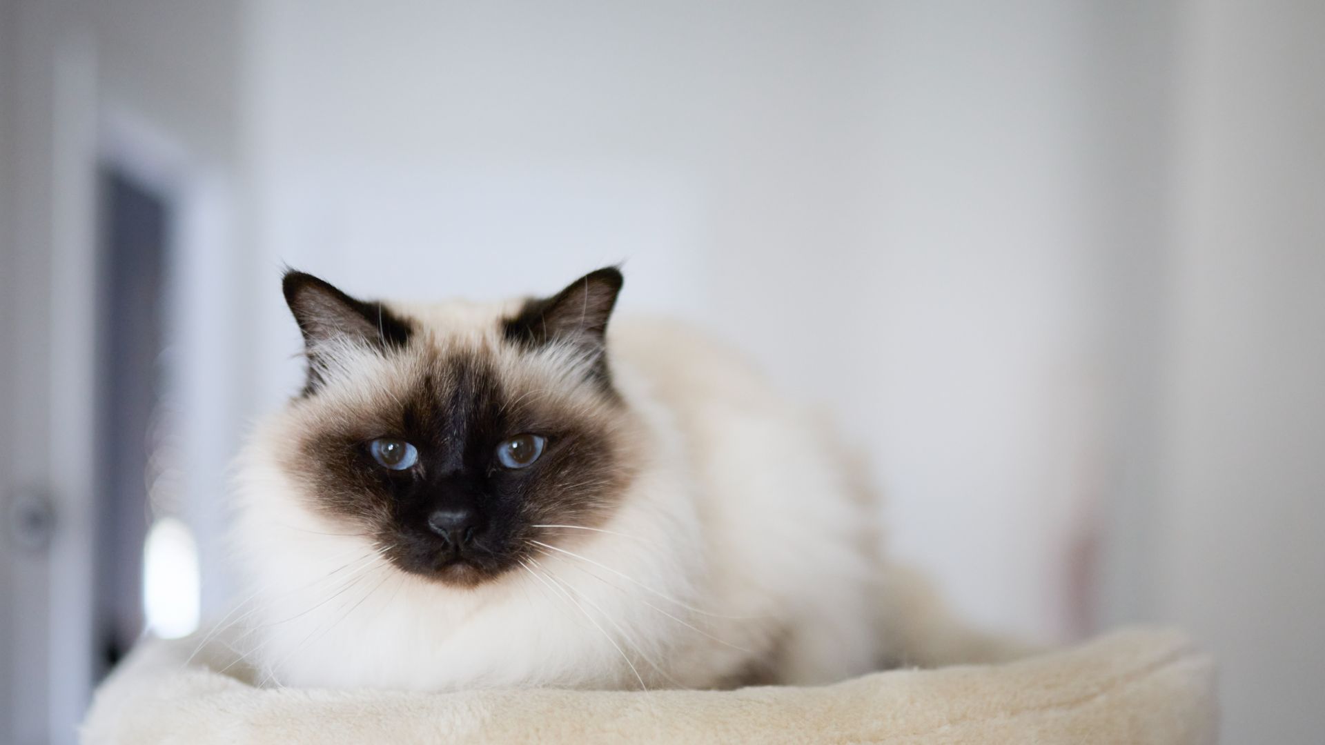 birman cat, densely fluffy with a creamy body, dark face and ears